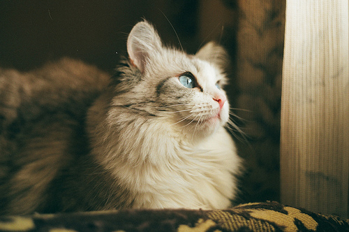 cat-cute-kitten-photography-favim-com-613736