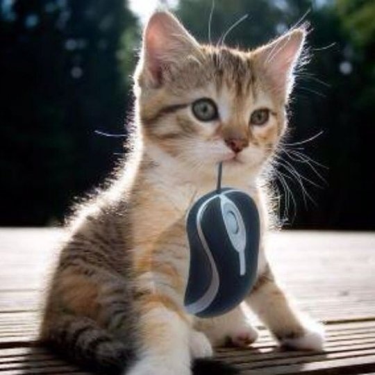 cat-with-mouse