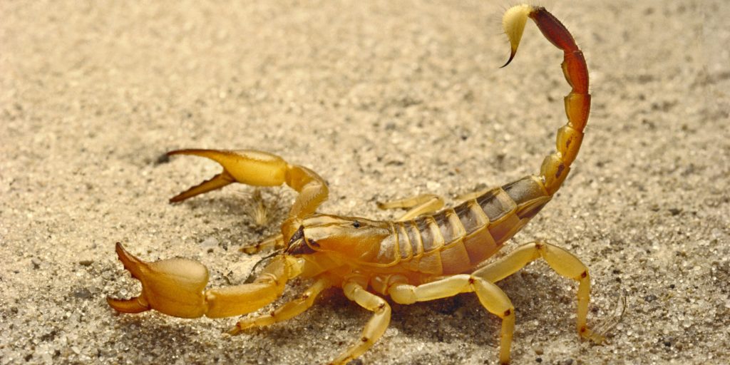 Scorpion, Opistophthalmus sp., in the Kalahari Desert, Botswana