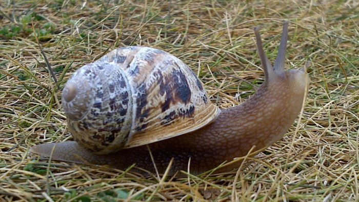 difference-between-snail-vs-slug_d69f9f76f98c4a47