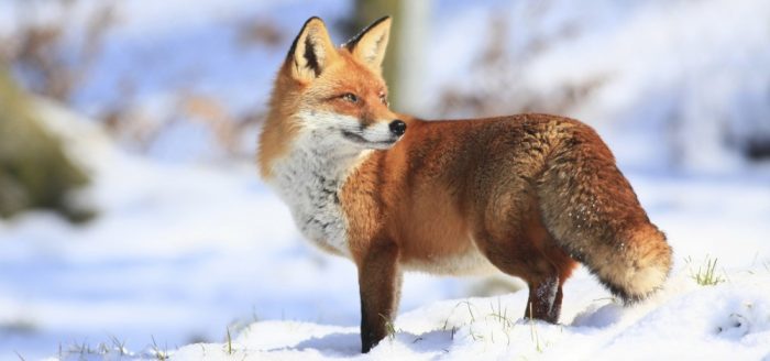 fox-main-1000x469