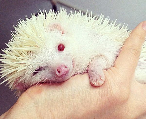 Chubby Albino Hedgehog That Eats Instead Of Hibernating