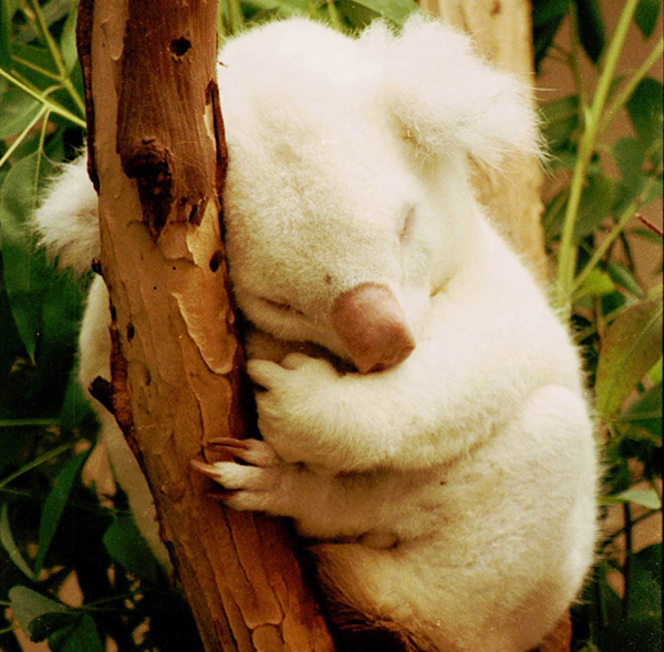 a99348_39-albino_koala