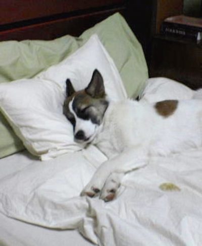 bed-sheet-for-dog-850x1038