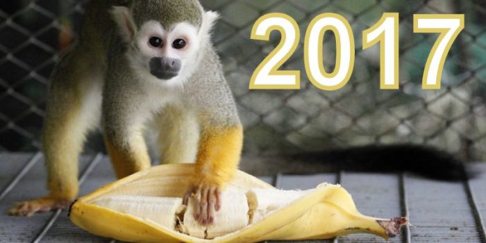 monkey-zoo-banana