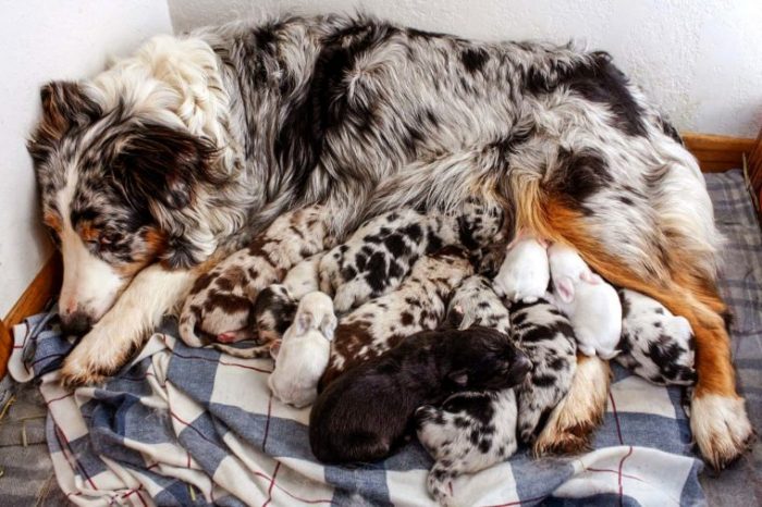 02-This-Adorable-Doggy-Mom-Fostered-Baby-Bunnies-Farm-Ranch-Living-760x506