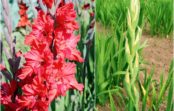 Gladiolām uzmana tripšus. Kā kopt skaistos ziedus karstā laikā Gladiolām uzmana tripšus. Kā kopt skaistos ziedus karstā laikā