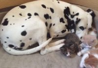 Sirsnīgi: Dalmāciešu suņu meitene adoptēja vairākus kaķēnus