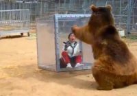 Lācis uzbrūk sievietei, kura atrodas stikla kastē – noskaties video!