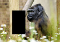 Sensācija! Tu neticēsi, kādu žestu fotogrāfiem parādīja gorilla!