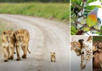 Aizkustinoši: šie dzīvnieki iemācīs kā kļūt par labiem vecākiem