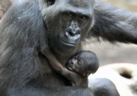 Gorilla, kas atsakās palaist vaļā savu mirušo mazuli – aizkustinoši foto