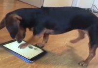 Šis suns spēles iPad’ā spēlē labāk par tevi!