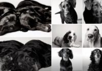 Kā noveco mājdzīvnieki– fotoprojekts 20 gadu garumā