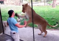 Interneta hits: vīrietis metas četrrāpus, lai izklaidētu zoodārza lauvēnus