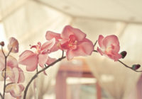 Augu maģija: ko tavā mājā ienes gleznā orhideja?
