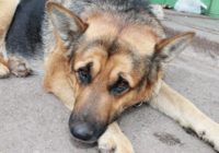 Skumji: pensionārs nespēja pārdzīvot sava suņa nāvi – tā ir īsta mīlestība pret dzīvnieku!