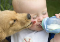 Kādēļ suns nekādā gadījumā nedrīkst laizīt maza bērna seju?