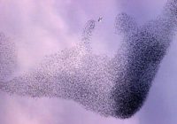VIDEO: Tūkstošiem putnu debesīs zīmē sirreālus rakstus