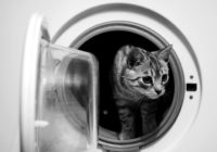 Saimniece kaķi izmazgāja veļas mašīnā – briesmīgs atgadījums!