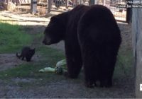 Kaķis ielavās lāču būrī – zoodārza darbinieki ir šokēti, kad lācis izdara ŠO!