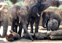 Pilnīgs vājprāts – zilonis zoodārzā meitenei iemet ar akmeni! Kas notika pēc tam?
