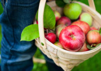 Ābolu diēta piecām dienām – ēd ābolus un tievē!