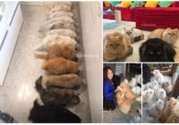 Super kaķu tante: kā dzīvo sieviete ar 12 persiešu kaķiem!