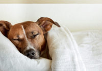 7 iemesli, kādēļ ieteicams ļaut sunim gulēt jūsu gultā