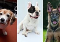 Piemērotākās suņu šķirnes katrai Zodiaka zīmei