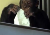 Mājsaimnieciska šimpanze uztur savu māju kārtībā, regulāri tīrot logus; tas IR jāredz!