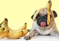 8 vērtīgākās banānu īpašības, par kurām Tu līdz šim neko nenojauti; it īpaši #6!
