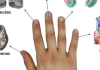 Katrs pirksts ir saistīts ar 2 orgāniem: japāņu dziedināšanas metode 5 minūtēs!