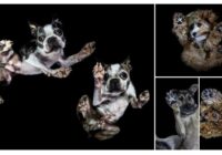 Amizants foto projekts – no šāda rakursa tu suņus vēl nebūsi redzējis!