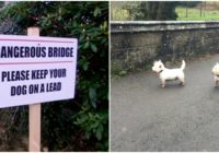 Es savu depresīvo suni aizvedu uz suņu pašnāvību tiltu, un, lūk, kas notika!