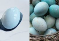 Lūk, kā nokrāsot olas gaiši zilā krāsā, turklāt pilnīgi dabīgā veidā!