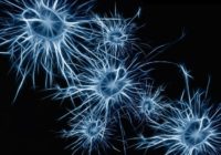 Īlona Maska jaunais projekts “Neuralink” smadzenes savienos ar datoriem