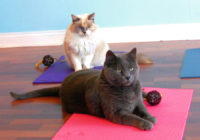 Ko tik neizdomā. Radīts jogas paklājiņš kaķiem!