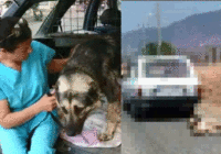 Nežēlīgi – viņš pie mašīnas piesēja suni un vienkārši brauca (+ VIDEO)