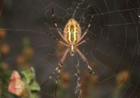Austrālijā pētnieki atklāja 50 jaunas zirnekļu sugas