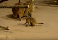 Rīgas Zoodārzā liels mazuļu “birums” (ar VIDEO)