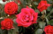Rozes: Skaistākās un krāsņākās rožu šķirnes pasaulē (+bildes) Rozes: Skaistākās un krāsņākās rožu šķirnes pasaulē (+bildes)