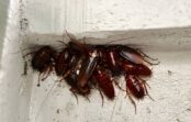 Kā cīnīties ar prusakiem – tautas līdzekļi un metodes kā uzveikt tarakānus Kā cīnīties ar prusakiem – tautas līdzekļi un metodes kā uzveikt tarakānus