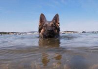 Pats uzticamākais draugs: suns 11 stundas peldēja uz krastu, lai izglābtu savu saimnieku