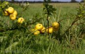 Cidonijas ziemai – 7 receptes, kā šo super augu saglabāt ziemas periodam Cidonijas ziemai – 7 receptes, kā šo super augu saglabāt ziemas periodam