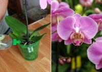 Mēslojums orhidejām. Orhidejas pateicībā skaisti ziedēs