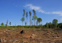 VIena no partijām brīdina: Latvijā esot plānots masveidā un ilgtermiņā izcirst mežus