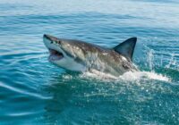 Skarbi: Atklāj iespējamo iemeslu – kāpēc Ēģiptē haizivs uzbruka tūristēm? Viss ir sliktāk kā liekas
