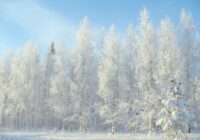 Nedēļas nogalēs Latvijas austrumus bieži pārklās sniegs, radot skaistuma un miera ainu.