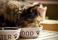 Matu izkrišana kaķiem: vai jūsu kaķu barība varētu būt vainīga?